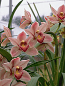 Cymbidium BUDDAII