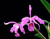 Cattleya maxima