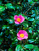 Camellia x williamsii St Ewe