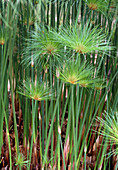 Cyperus papyrus