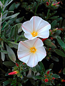 Convolvulus cneorum