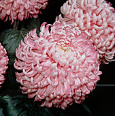 Chrysanthemum Fair Lady