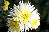 Chrysanthemum MARVELLOUS WHITE