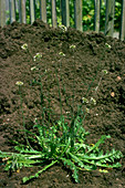 Capsella bursapastoris