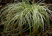 Carex FROSTED CURLS