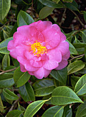 Camellia x williamsii Plymouth Beauty