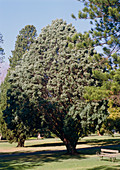 Cupressus arizonica v. glabra