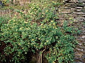 Coronilla valentina subsp glauca Citrina