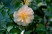 Camellia rusticana MIZUYOSHI