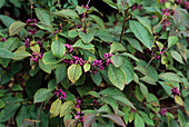 Beauty berry (Callicarpa 'Profusion')