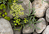 Rock samphire (Crithmum maritimum)