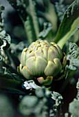 Globe artichoke (Cynara scolymus)