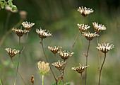 Greater knapweed seed heads