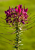 Cleome spinosa