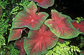 Caladium bicolour 'Joyner' plant