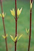 Yellow twig dogwood (Cornus 'Flaviramea')
