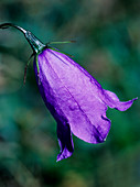 Bellflower (Campanula scheuchzeri)