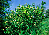 Common dogwood (Cornus sanguinea)