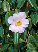 Camellia flower (Camelia japonica)