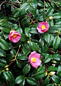 Camellia x williamsii 'Rosemary Williams'