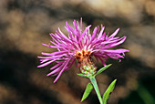 Tyrol knapweed (Centaurea nigrescens)