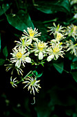 Traveller's joy (Clematis vitalba)