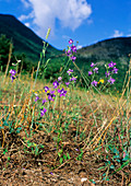 Larkspur (Consolida ajacis)