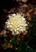 Cephalaria leucantha