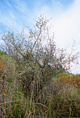 Thorny broom (Calicotome spinosa sp.)