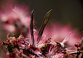 Fairy duster (Calliandra eriophylla)
