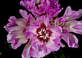 Clarkia (Clarkia imbricata)