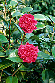 Camellia japonica 'Little Bit Sport'