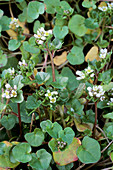 Cochlearia danica