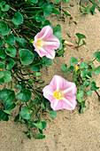 Sea Bindweed