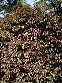 Silky dogwood (Cornus amomum)