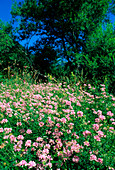 Crown vetch (Coronilla varia)