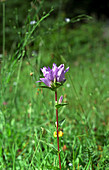 Bellflower (Campanula glomerata)