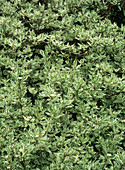 Dogwood (Cornus alba 'Elegantissima')