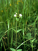Common mouse-ear (Cerastium fontanum)