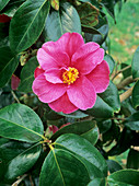 Camellia x williamsii 'William Carlyon'