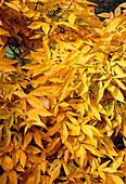 Hickory leaves (Carya ovata)