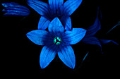 Bellflower in UV light
