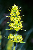 Crosswort (Cruciata laevipes)