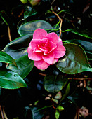 Camellia flowers