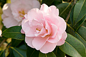 Camellia x williamsii 'Charles Puddle'