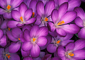 Spring crocuses (Crocus vernus)