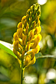 Pineapple broom (Cytisus battandieri)