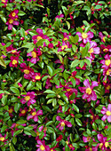 Camellia sasanqua 'Rubra'