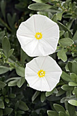 Convolvulus cneorum