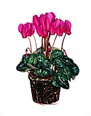 Cyclamen plant